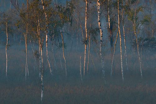 Herfst in de heide