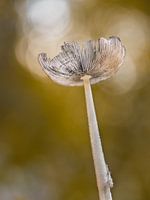 Hazenpootje, een prachtige paddestoel