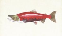 Red salmon by Jasper de Ruiter thumbnail