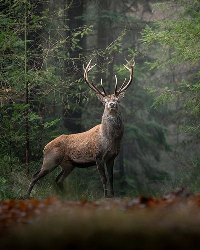 Portrait d'un puissant cerf élaphe sur Wennekes Photography