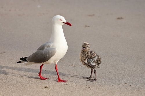 Zeemeeuw met kuikens