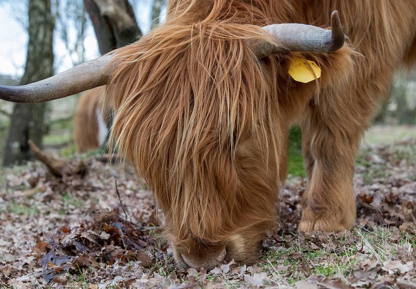 Big and sturdy with long horns, the Highlander by Ton Tolboom