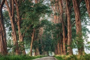 À travers la forêt de contes de fées sur Edwin Mooijaart