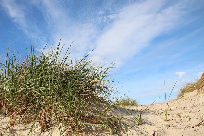Dunes by Ostsee Bilder