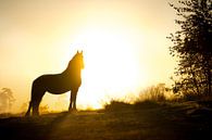 Paard silhouet in vroege ochtendlicht van Shirley van Lieshout thumbnail