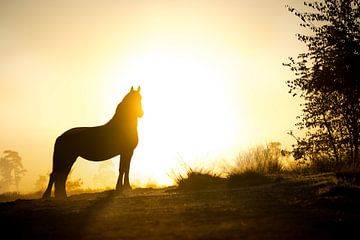 Paard silhouet in vroege ochtendlicht van Shirley van Lieshout