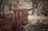 Schottischer Highlander