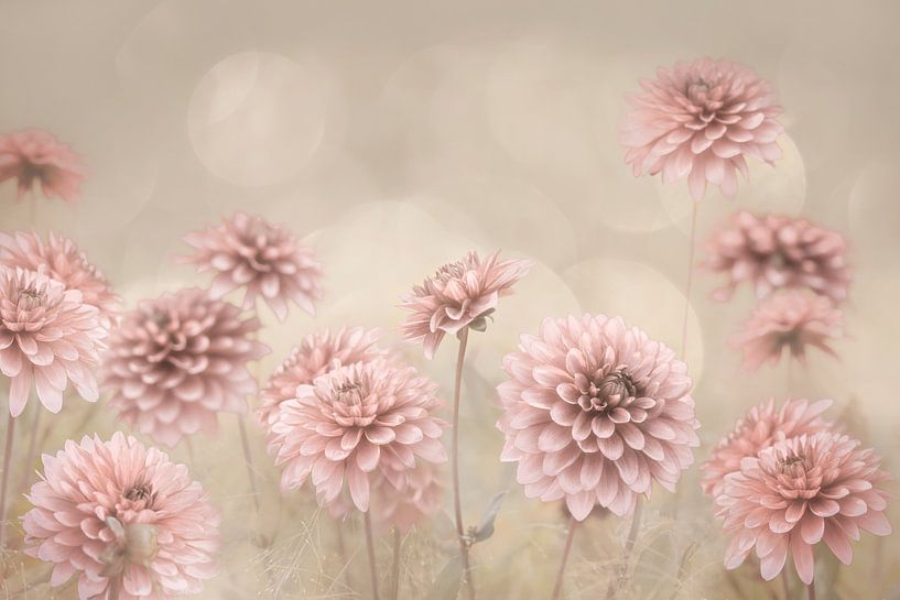 Dahlias de rêve. par Alie Ekkelenkamp