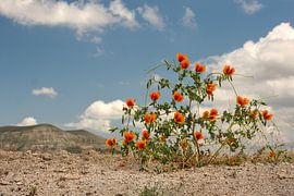 Het Tijdloze Landschap van Cappadocië van Photoharald