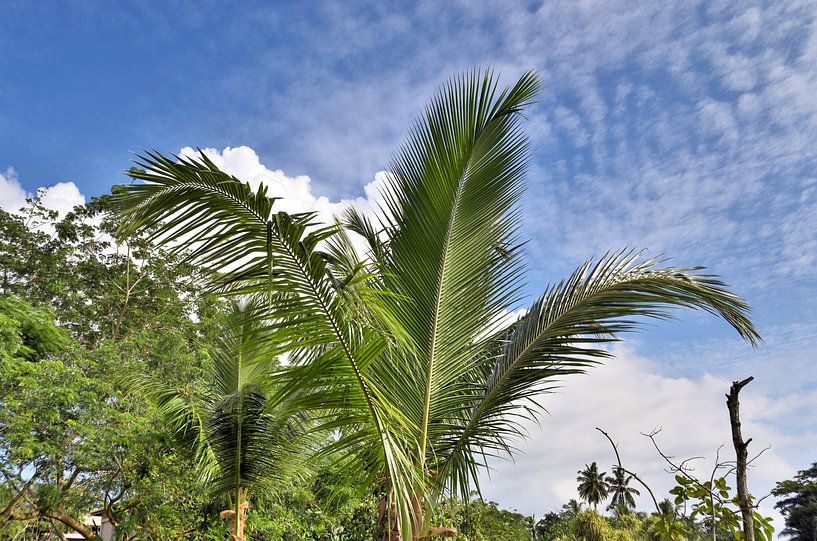 Tropische Palmen am Strand im Paradies auf den Seychellen von MPfoto71