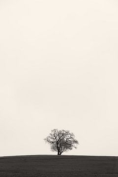 Baum im Scherenschnitt von Denis Feiner