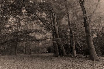 Muiderberg Echobos von Ed van Harmelen