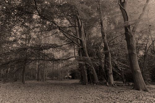 Muiderberg Echobos