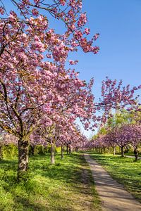 Picturesque cherry blossom path