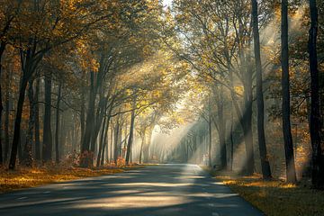 Harpes solaires en automne aux Pays-Bas sur Denise Nijs-Meerdink