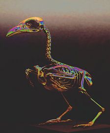 Ostrich Skeleton by Monfrey Cavalier