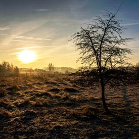 Sonne zu Baum von Steven van veen