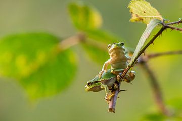Tree Frogs by Bert Beckers