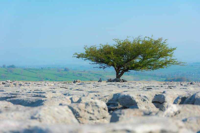 Arbre dans la roche par Silvia Rikmanspoel