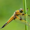 Four-spotted Chaser (Libellula quadrimaculata) by Richard Guijt Photography