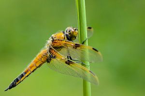 Libellule à quatre points (Libellula quadrimaculata)