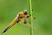 Viervlek (Libellula quadrimaculata) van Richard Guijt Photography