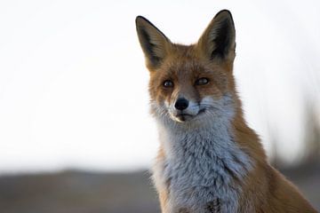 Portret van een rode vos in de Amsterdamse Waterleidingsduinen van Bianca Fortuin