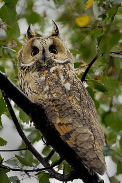 Long-eared owl in a tree 