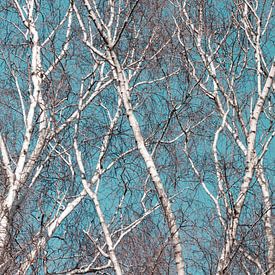 Bezaubernde Winterbirken: Detailliertes abstraktes Panorama von Henno Drop