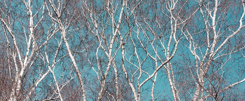 Bouleaux d'hiver enchanteurs : Panorama abstrait détaillé par Henno Drop