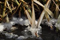 Frozen