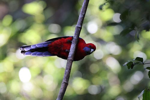 Karmozijnrode rosella (Platycercus elegans) Queensland, Australië