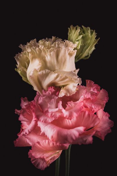 Feine Kunst Nelken von Sandra Hazes