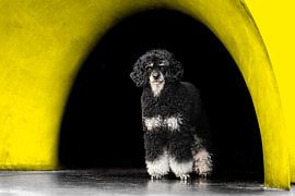 Un caniche sous le dôme sur Kimberly Scheers - Mennen