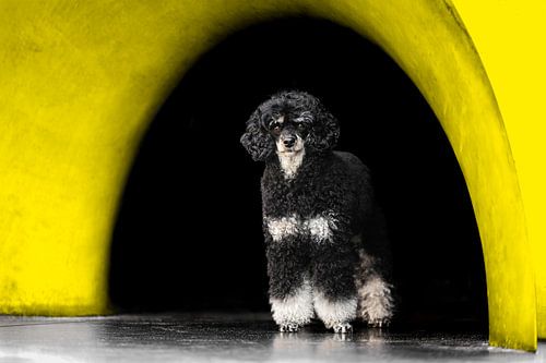 Poodle under the dome