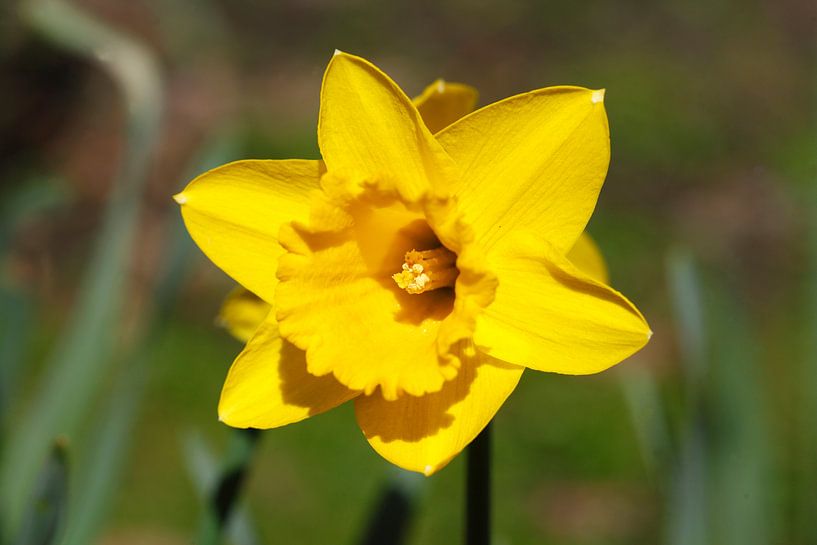 Daffodil flower (Narcissus Pseudonarcissus) by Torsten Krüger