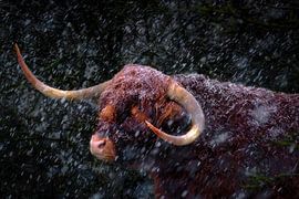 Hooglander in een sneeuwstorm van Bram de Jong