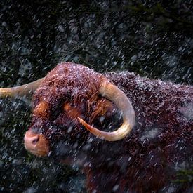 Highlander in a blizzard by Bram de Jong