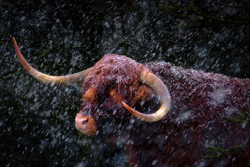 Highlander in einem Schneesturm von Bram de Jong