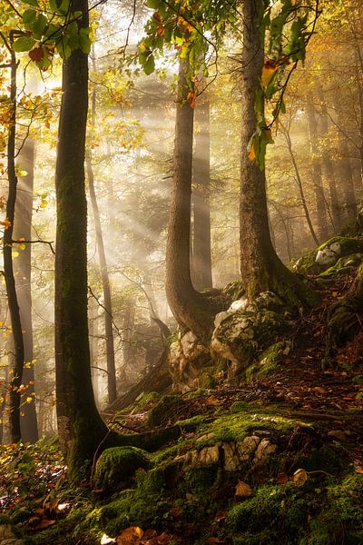 Une journée dans la forêt par Martin Podt