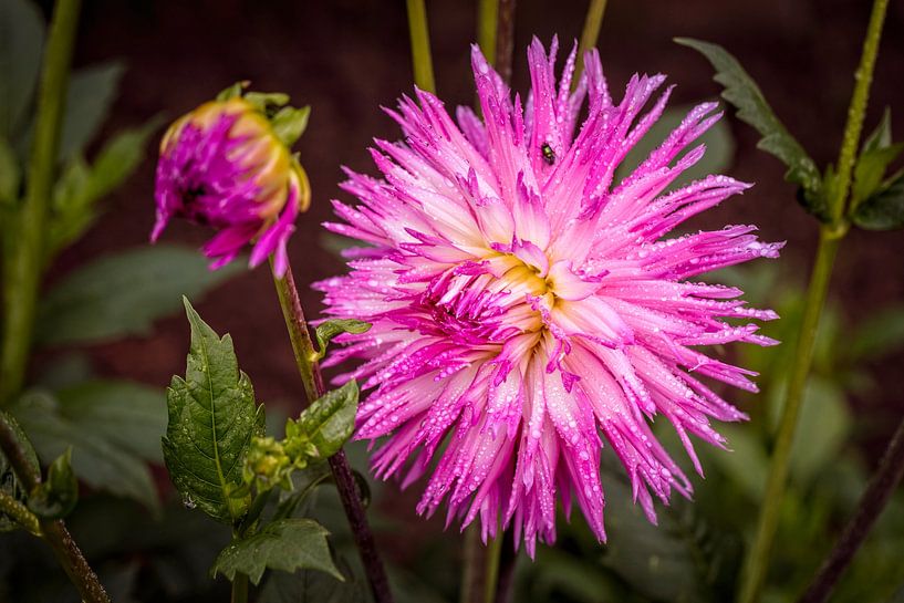Dahlia by Rob Boon