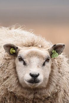 Schaap 't Roegwold Slochteren