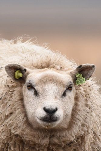 Schaap 't Roegwold Slochteren sur Sascha van Dam