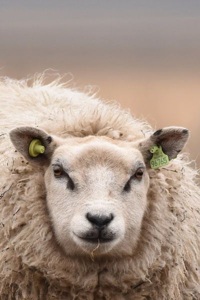 Schaap 't Roegwold Slochteren van Sascha van Dam