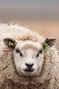 Schaap 't Roegwold Slochteren van Sascha van Dam thumbnail