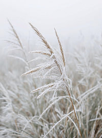 Scandi Botanical: Filigrane Eisblumen auf Reifgras