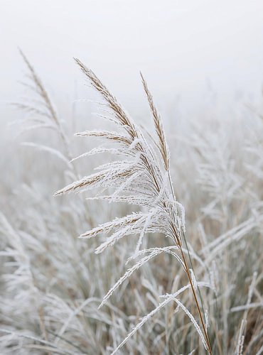 Scandi Botanical: Filigrane Eisblumen auf Reifgras