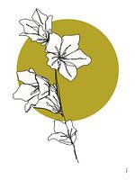 Digital oneline drawing 'Campanula'