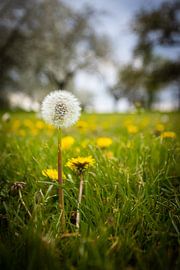 Can you hold on? Or will the wind blow me away? by Pieterpb