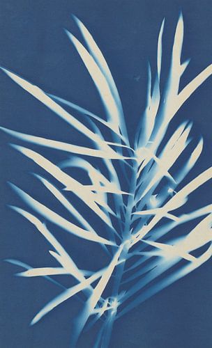 Tree-in Gov. Cleghorn's Place, Honolulu, Bertha E. Jaques